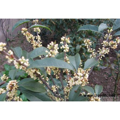 工程綠化苗木 桂花樹(shù)苗庭院觀花桂花小苗 規(guī)格齊全 價(jià)格從優(yōu)
