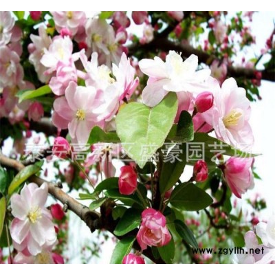 **北美海棠 行道綠化苗木北美海棠 北美海棠價(jià)格現(xiàn)貨充足