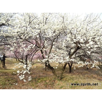 龍游梅，江蘇沭陽(yáng)富春園林是龍游梅盆景苗的栽培基地，苗圃大量現(xiàn)貨供應(yīng)出售，規(guī)格全 價(jià)格低 品種優(yōu)，歡迎采購(gòu)批發(fā)各類(lèi)綠化苗木