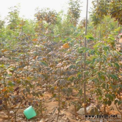 1-25公分紅葉白蠟，苗圃基地現貨低價出售供應**紅葉白蠟工程苗，品種優價格低，沭陽富春園林歡迎前來采購批發各類綠化苗木
