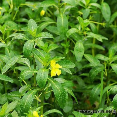 水生植物-黃花水龍小苗，江蘇富春園林苗圃大量供應出售黃花水龍工程苗，規格全價格低品種優，基地現貨歡迎采購批發各類綠化苗木