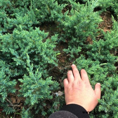 沙地柏 鋪地柏 工程綠化苗木 碩嵐園林直銷(xiāo)基地 沙地柏