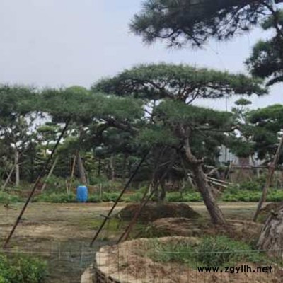 大量供應(yīng)造型松、油松、平頂松、各種綠化苗木