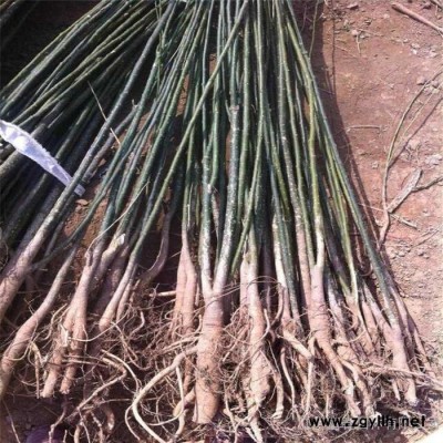 綠化苗木-國槐，國槐小苗/工程樹苗，苗圃基地大量現貨供應出售 現選先挖 價格低規格全成活率高，江蘇富春園林歡迎采購批發