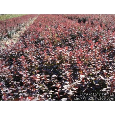 紅葉小檗 紅葉小檗苗 紅葉小波 紫葉小檗球 園林綠化苗木批發(fā)
