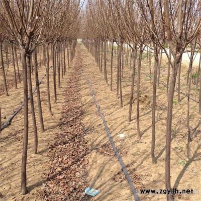 綠化苗木紫葉李小苗 紫葉李工程苗1-12公分，苗圃基地大量現貨供應出售，規格全價格低 保證質量，江蘇富春園林歡迎采購批發