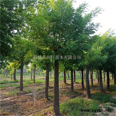 菏澤市潤軒苗木綠化苗木 13公分國槐樹苗 移栽發帽國槐銷售