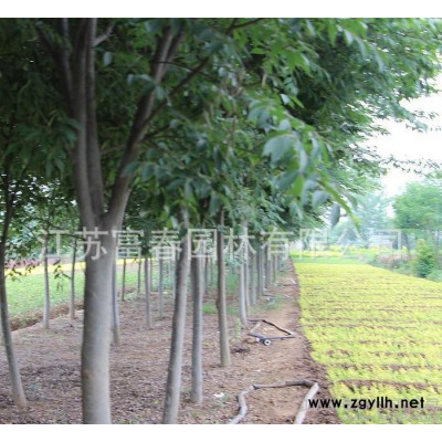 **櫸樹(shù)小苗 工程綠化苗木櫸樹(shù) 貨源充足 量大優(yōu)惠 庭園觀賞樹(shù)種
