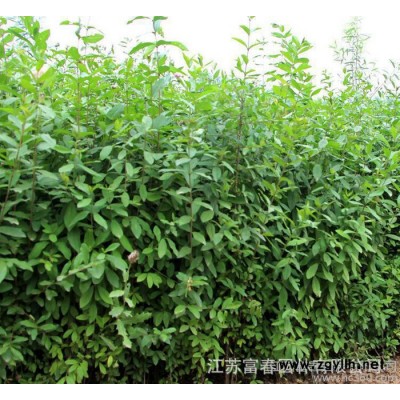 水蠟 **水臘小苗 綠化苗木水蠟 富春園林基地直銷(xiāo)