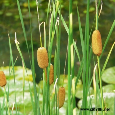 小香蒲**水生植物-小香蒲小苗基地現貨直銷，貨真價實 價格低品種優，歡迎前來采購批發，沭陽富春園林另供應各類綠化苗木