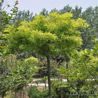 綠化苗木金葉國槐，江蘇富春園林是**金葉國槐樹苗/工程苗的種植基地，苗圃大量現貨供應，價格低規格全株型飽滿，歡迎采購批發