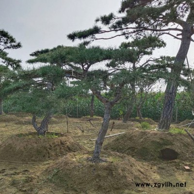 泰山景觀松 綠化苗木 造型油松 風景樹 黑松樹苗 喬木 多種類可選擇  價格優惠