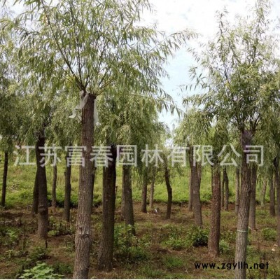 苗圃基地出售**垂柳樹苗，綠化工程苗，規格全價格低成活率高，江蘇沭陽富春園林是各類綠化苗木**供應批發商，歡迎采購批發