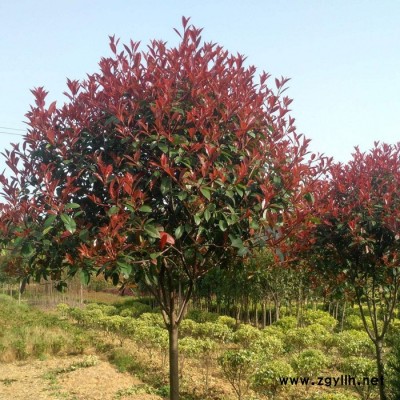 【萬盈富民】 紅葉石楠   紅葉石楠苗    綠化苗木紅葉石楠  江蘇專業種植基地  各類苗木種植出售  量大從優