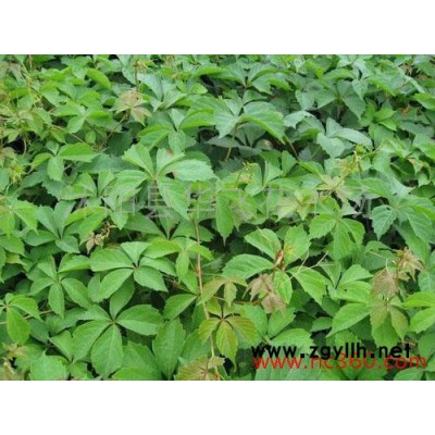 紫穗槐 紫穗槐小苗 叢生紫穗槐苗 園林綠化苗木 防沙固坡植物批發(fā)