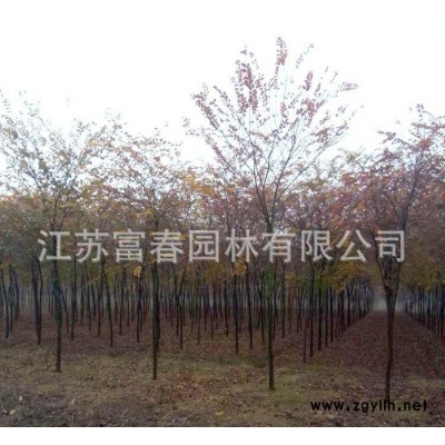 **櫸樹小苗 工程綠化苗木櫸樹，別稱血櫸、金絲榔、沙榔樹，規格全價格低品種優，江蘇富春園林苗圃基地現貨直銷，歡迎采購批發
