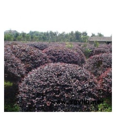 紅花繼木苗 規(guī)格齊全 紅花繼木球 基地直供 工程綠化苗木