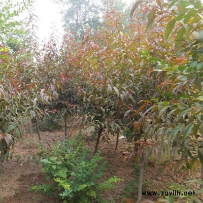 紅葉碧桃 樹苗風(fēng)景綠化苗木紅葉碧桃基地批發(fā)