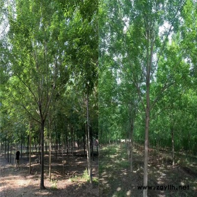 綠化苗木國槐13公分國槐價格原生冠