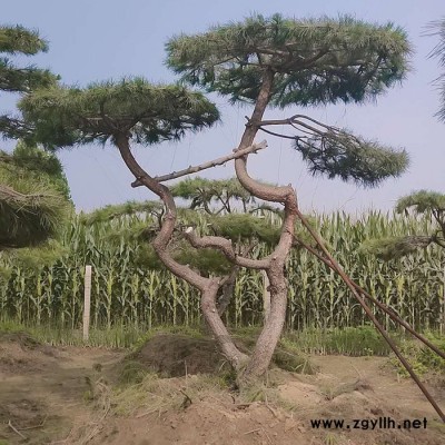 泰安綠化苗木基地供應(yīng)  景觀松 工程綠化造型 別墅庭院