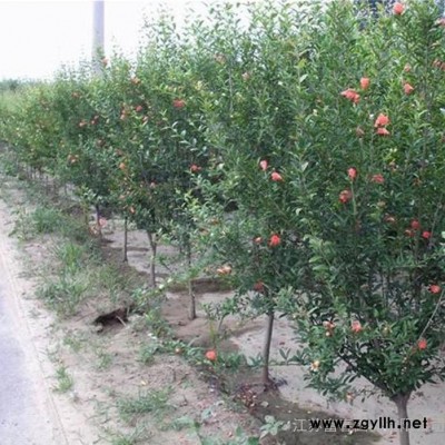 苗圃直銷綠化苗木-果石榴，規格全價格低 品種正，江蘇沭陽富春園林大量供應正宗果石榴樹苗，基地現貨直銷，歡迎前來采購批發