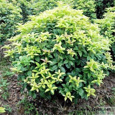 苗農在線供應四季桂 桂花樹價格 園林綠化苗木喬灌木 量大從優