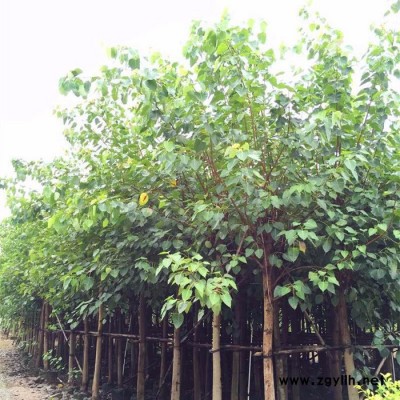 苗農在線供應菩提樹園林綠化苗木榕樹 價格優惠