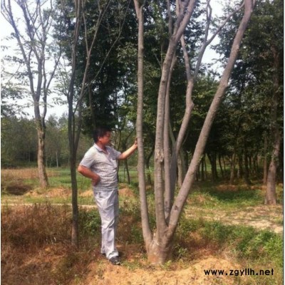 左兵苗圃 樹苗**樸樹低價銷售，樸樹綠化樹苗，歡迎來電?。【G化苗木