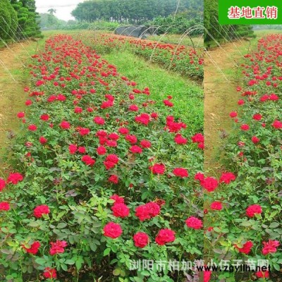 廠家批發 大花月季 20至30公分 市政園林 綠化苗木 質量**