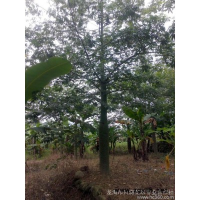 供應漳州苗木批發 漳州程苗木  漳州綠化苗木直銷