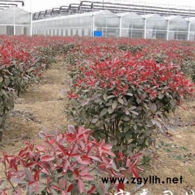 紅葉石楠，紅葉石楠球，紅葉石楠杯苗，規(guī)格全價(jià)格低成活率高，沭陽(yáng)富春園林種植基地大量低價(jià)供應(yīng)各類(lèi)**綠化苗木，歡迎采購(gòu)批發(fā)