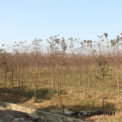 綠化苗木-北美海棠，苗圃長期大量供應出售正宗北美海棠小苗 工程苗，規格全 價格低 ，江蘇富春園林基地現貨 歡迎采購批發