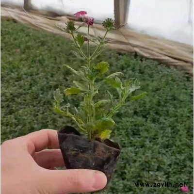 木一花卉 時令草花美女櫻 園林綠化苗木場各種花卉批發(fā)采購