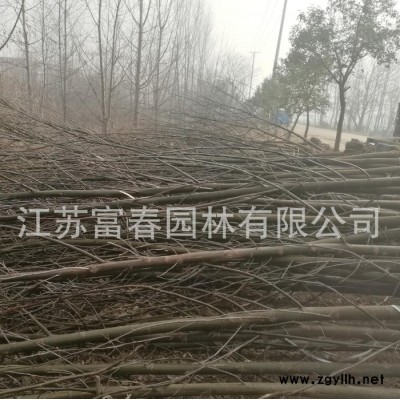 基地直銷景觀綠化苗木 -**楓楊樹，價格低規格全株型飽滿長勢喜人，苗圃基地現貨長期大量供應出售，江蘇富春園林歡迎采購批發