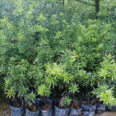 苗農在線苗圃基地批發工程綠化苗木常綠喬木羅漢松樹 價格優惠