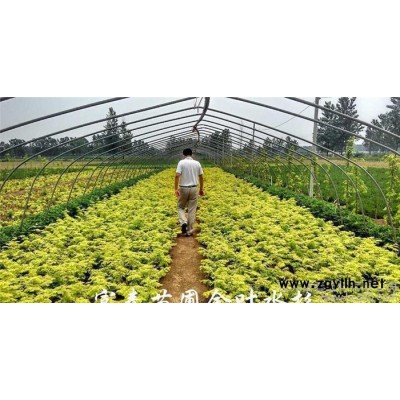 彩葉綠化苗木-金葉水杉 正宗金葉水杉小苗  水杉 假一罰萬(wàn)
