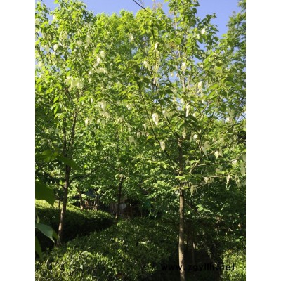 五峰 珙桐  供應 珙桐  _地徑10米徑_宜昌種植地   園林苗木     綠化苗木 園林綠化苗木 綠化苗木批發
