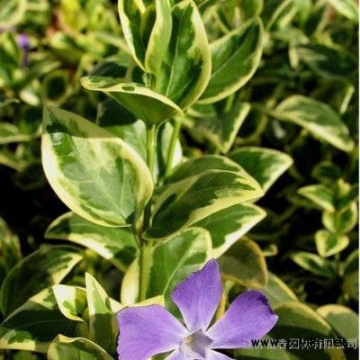 **花葉蔓長(zhǎng)春苗 ，別稱(chēng)花葉常春藤，苗圃種植基地大量現(xiàn)貨直銷(xiāo)，價(jià)格低品種優(yōu)歡迎采購(gòu)批發(fā)，沭陽(yáng)富春園林自產(chǎn)自銷(xiāo)各類(lèi)綠化苗木