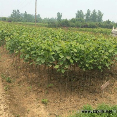 綠化苗木-**白玉蘭小苗，苗圃長期大量供應出售白玉蘭工程樹苗，價格低規格全 長勢喜人，江蘇富春園林基地現貨 歡迎采購批發