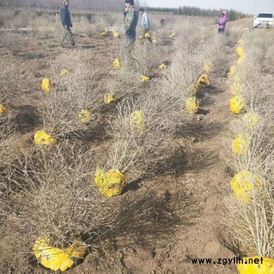 水臘球  50cm-150cm 遼寧水臘球  規格齊全 綠化苗木