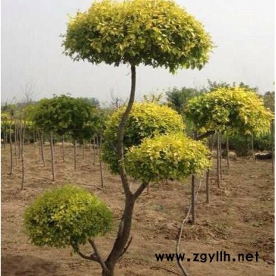 **苗木造型金葉榆  三捧金葉榆  金葉榆柱 規格齊全  綠化苗木 開原造型金葉榆