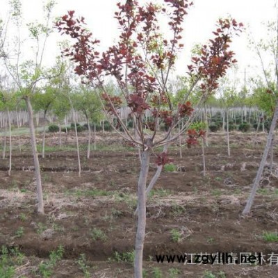 彩葉綠化苗木-美國紅櫨小苗，江蘇富春園林是**美國紅櫨工程樹苗的大型種植基地，苗圃現貨出售 價格低 規格全，歡迎采購批發
