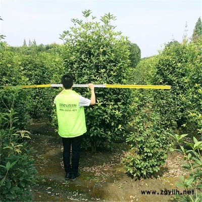 供應貨靚價優的園林綠化苗木銀桂價格 桂花 量大從優 苗農在線