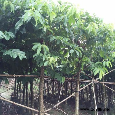 苗農在線供應規格齊全大葉紫薇樹價格 園林綠化苗木 癢癢花