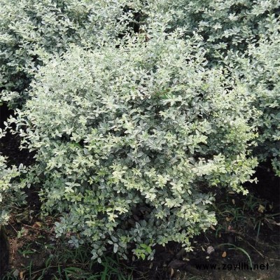 供應園林綠化苗木灌木球花葉女貞價格 量大從優 苗農在線