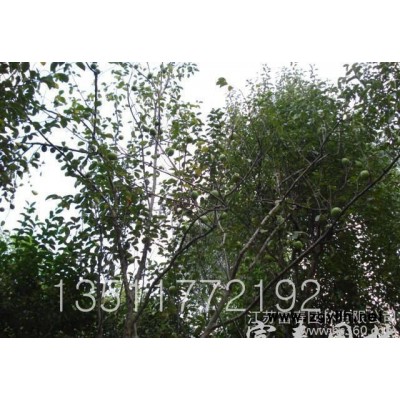 **木瓜樹(shù) 木瓜小苗 規(guī)格齊全 13809091469 園林綠化苗木直銷(xiāo)