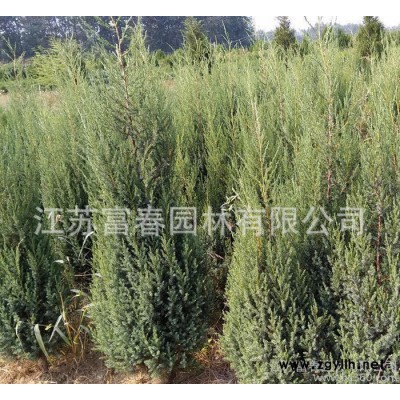 基地直銷(xiāo)**綠化苗木北京檜小苗 價(jià)格低 量大從優(yōu)