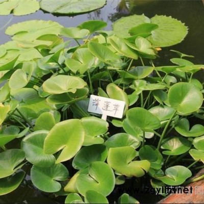水生植物-萍逢草，別名黃金蓮 萍逢蓮，苗圃種植基地現貨出售，品種優價格低成活率高，沭陽富春園林綠化苗木供應商歡迎采購批發