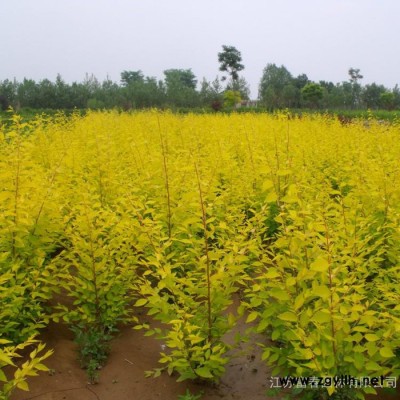 綠化苗木-金葉蕕，江蘇富春園林是**金葉蕕小苗工程苗的批發商，苗圃種植基地大量現貨供應，價格低品種優配貨快，歡迎采購批發