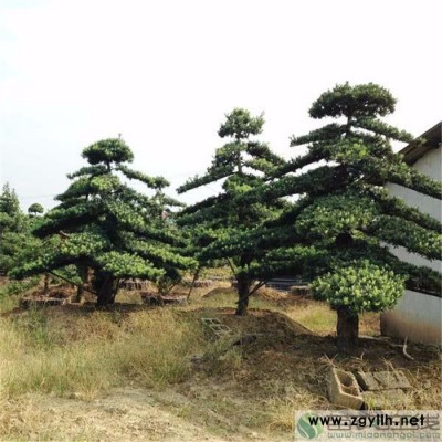 苗農在線供應規格齊全造型羅漢松價格 園林綠化苗木